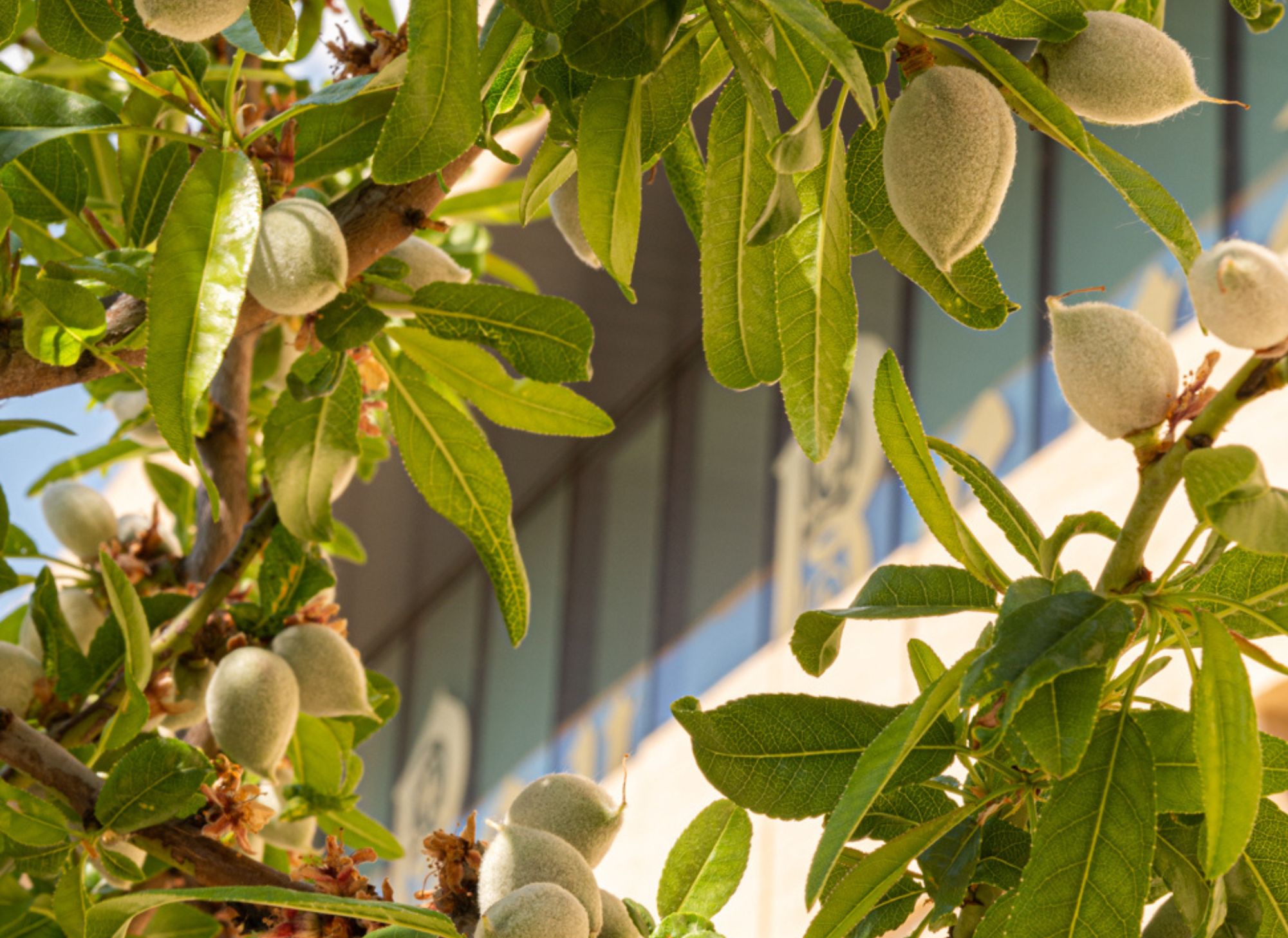 Les amandes du jardin du Roy René