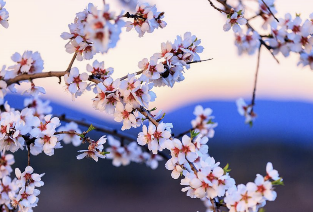 Amandier en fleurs