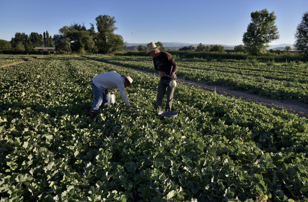 Deux agriculteurs récoltant des melons 