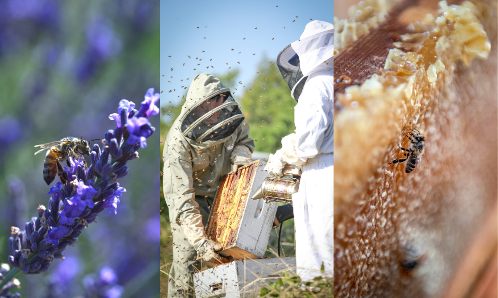 Journée mondiale de l'abeille