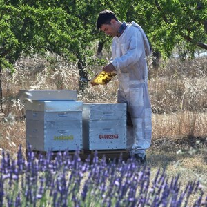 Fiers de notre patrimoine 🇫🇷👨‍🍳👩‍🍳

À travers une sélection rigoureuse de nos matières premières le plus souvent locales, nous valorisons les filières courtes et notamment le travail engagé des apiculteurs de Provence concernant le miel 🍯🐝

Les miels de lavande et toutes fleurs tous deux IGP Provence composent les nougats blancs et noir de Provence 🌸

C'est aussi grâce au travail passionné de ces apiculteurs, agriculteurs et producteurs de fruits secs que nos artisans peuvent confectionner des confiseries aussi délicieuses avec leurs savoir-faire 👩‍🍳👨‍🍳

Ces méthodes de travail ont été distinguées par le Label EPV (Entreprise du Patrimoine Vivant) 🏵

#14juillet #patrimoine #EPV #abeilles #miel #filièrescourtes #lavande #provence #apiculteur #apiculture #agriculture #producteurs #confiserie #artisanat #artisan #calisson #nougat #aixenprovence