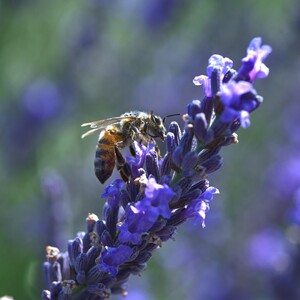 En Provence et notamment sur le plateau de Valensole, les lavande sont en fleur 🌸

Terrain de jeu favori des abeilles qui butinent dans ces paysages uniques à perte de vue 🐝

Allez-vous les découvrir à l'occasion de ce long week-end ?

#lavande #abeilles #lavender #miel #provence #fleurs #valensole
