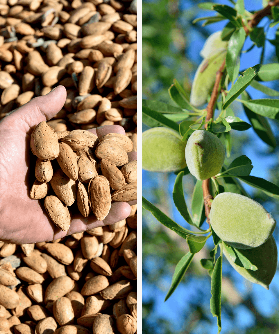 Around the almond of Provence