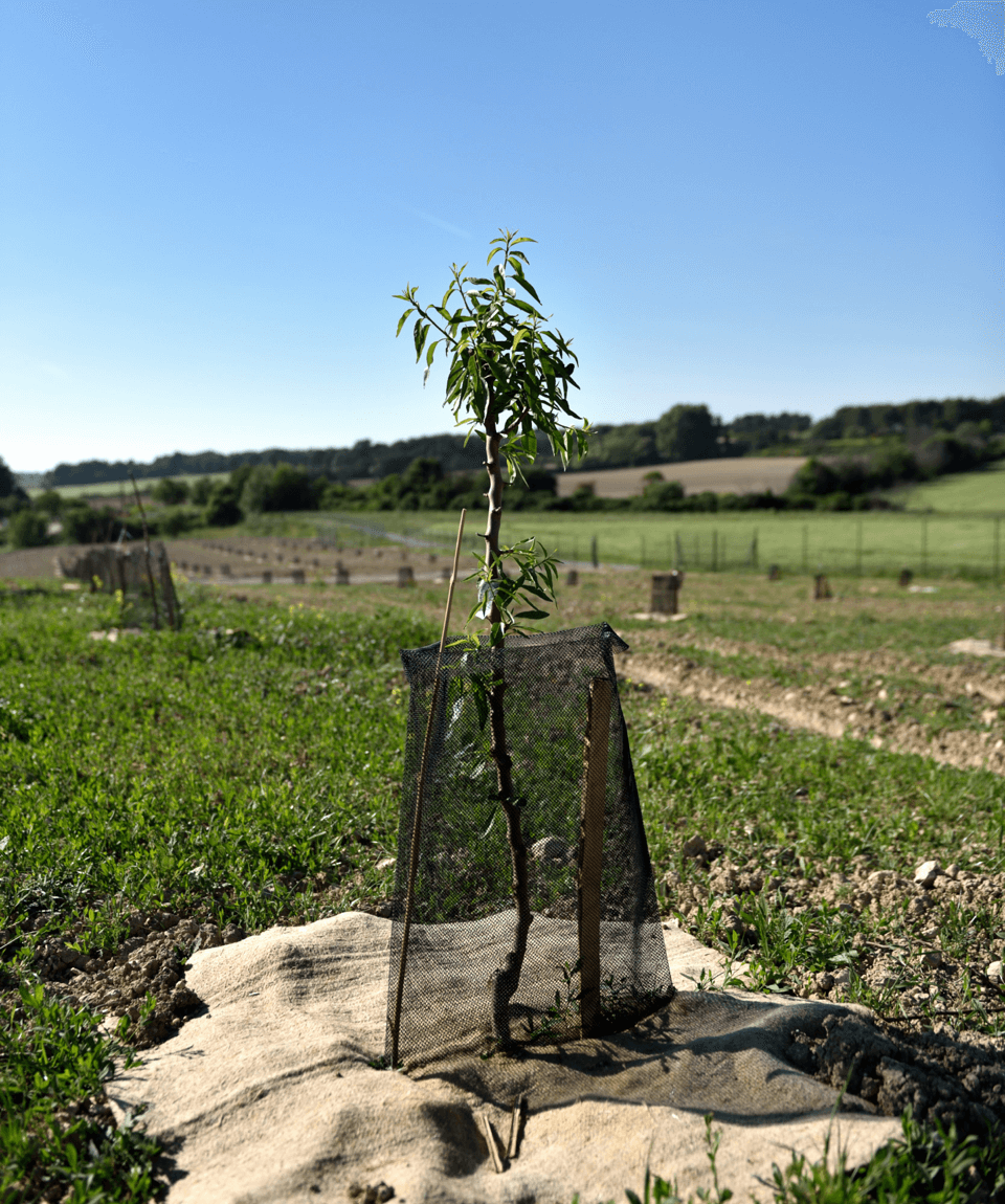 Around the almond of Provence