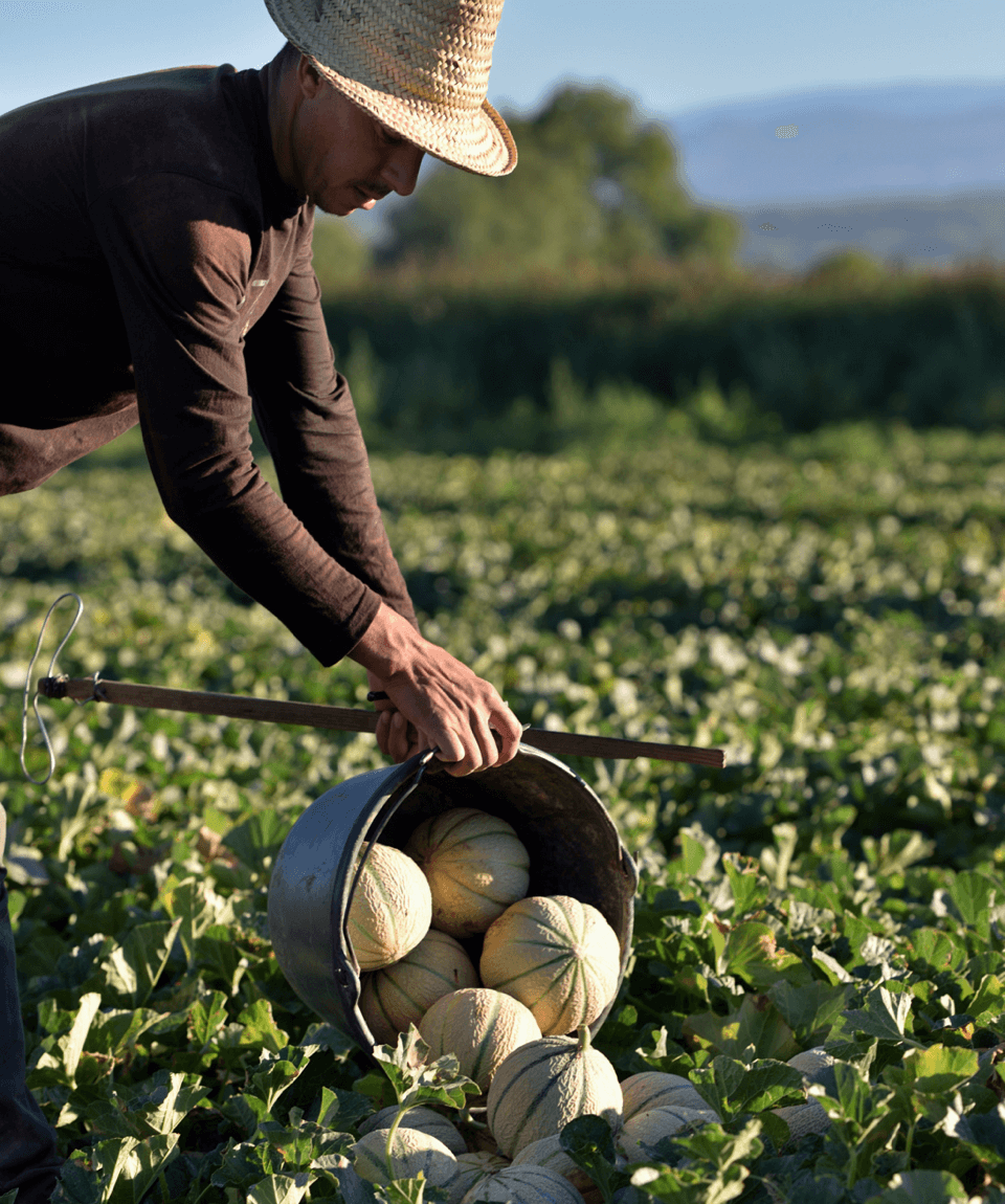 Autour du melon de Cavaillon