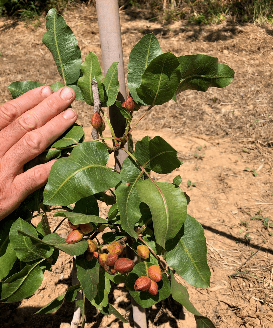 Autour de la pistache