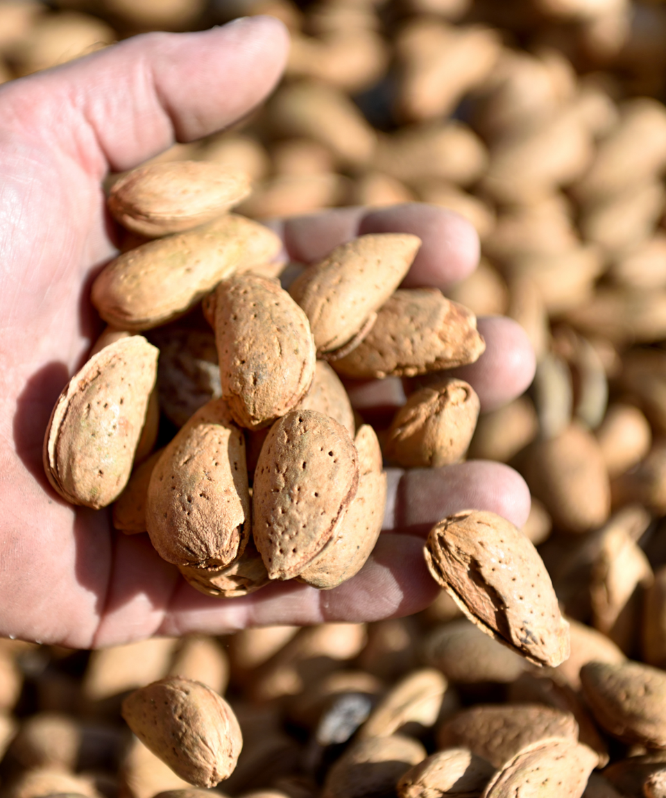 Almond from Provence