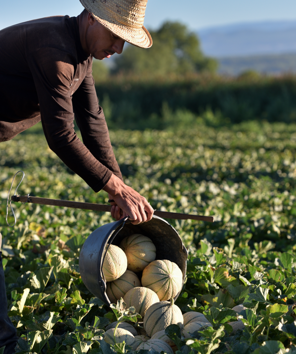 Le melon de Cavaillon et les fruits confits d’Apt